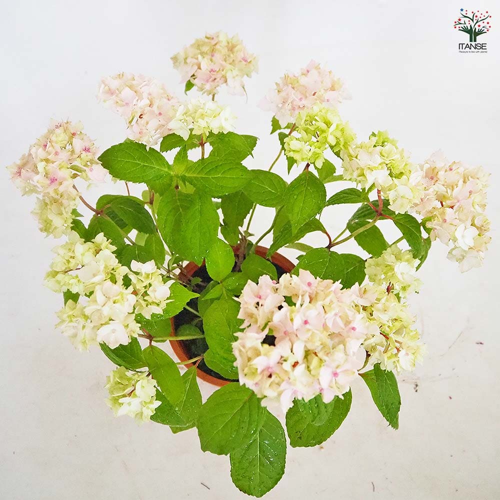 山アジサイ 伊予獅子てまり 【花木苗 4号／1個売り】｜ 【植物の