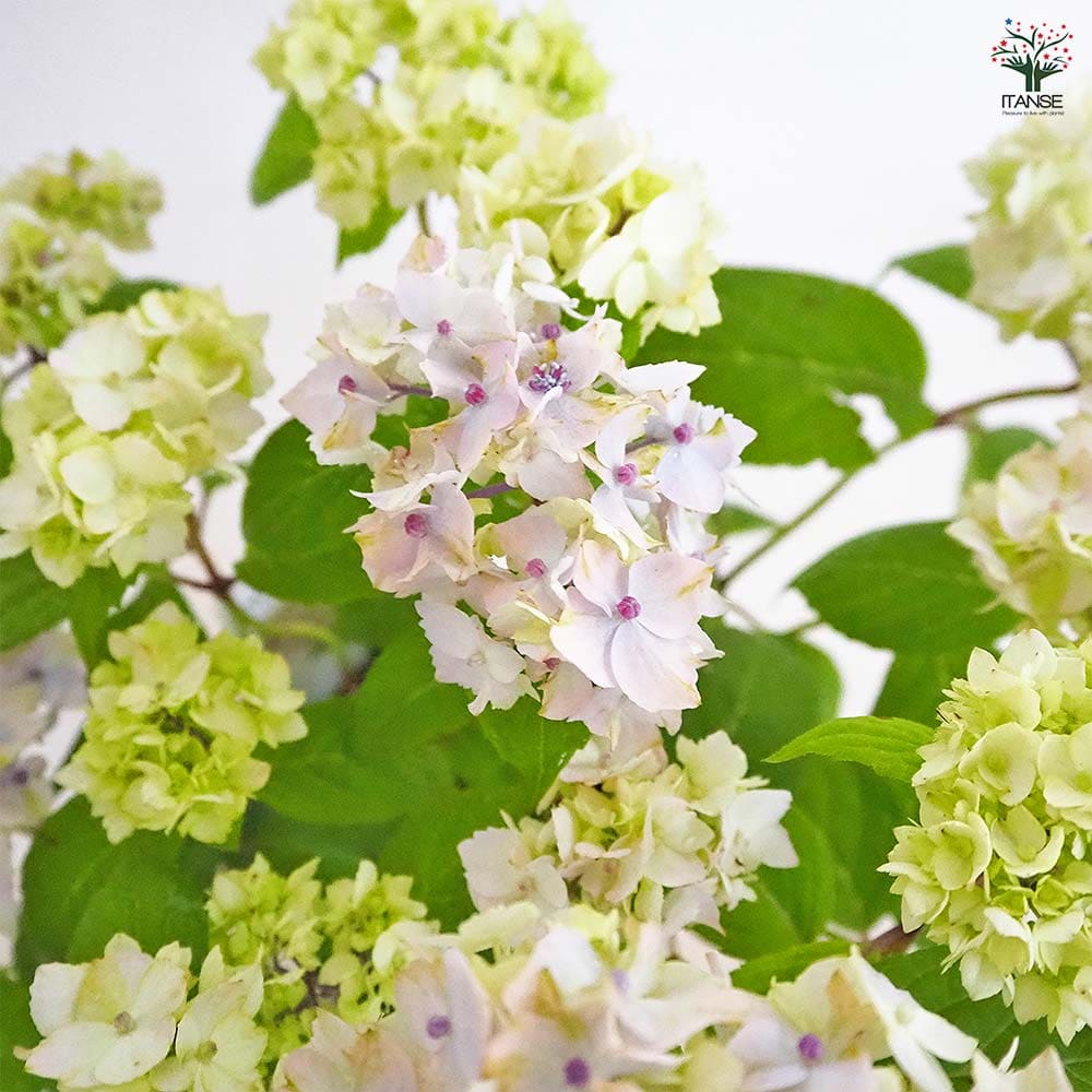 山アジサイ 伊予獅子てまり 【花木苗 4号／1個売り】｜ 【植物の