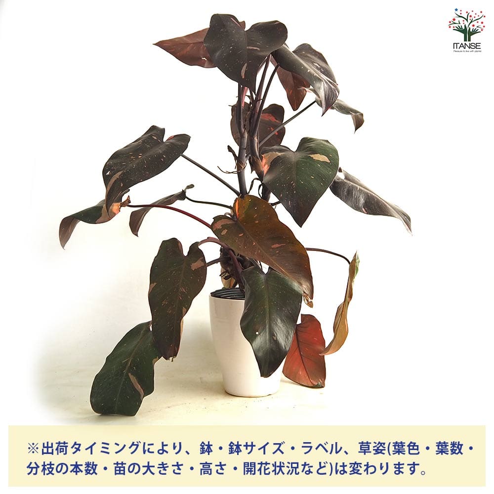 フィロデンドロン ピンクプリンセス 【観葉植物 6号／1個売り