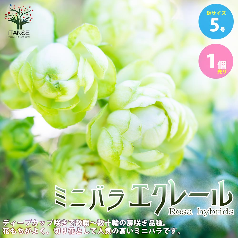 ミニ薔薇 エクレール【庭木 5号スクエアポット／1個売り】