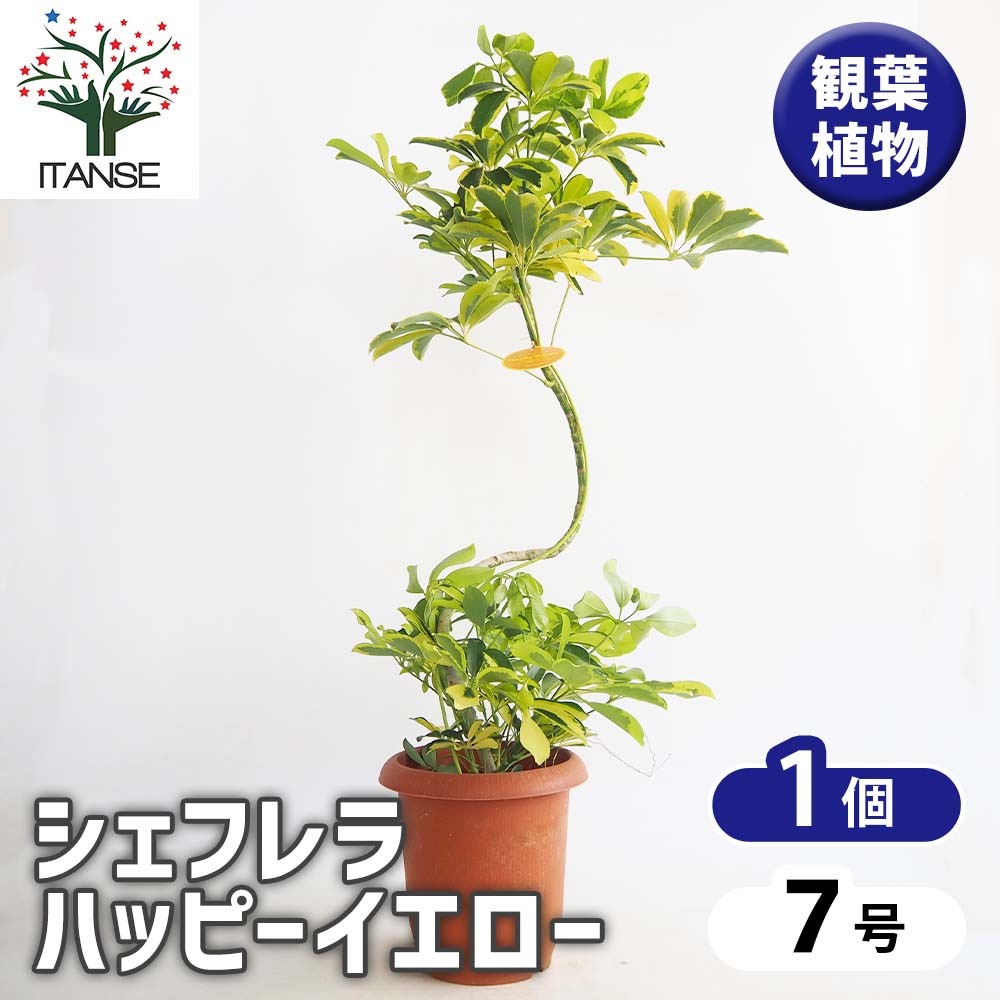 シェフレラ ハッピーイエロー曲がり 【観葉植物 7号／1個売り