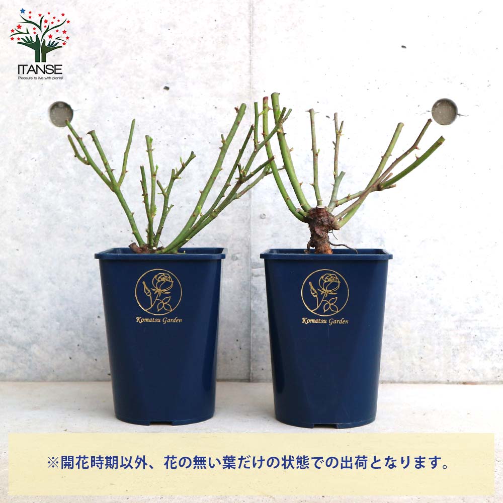 ミニ薔薇 エクレール【庭木 5号スクエアポット／1個売り】