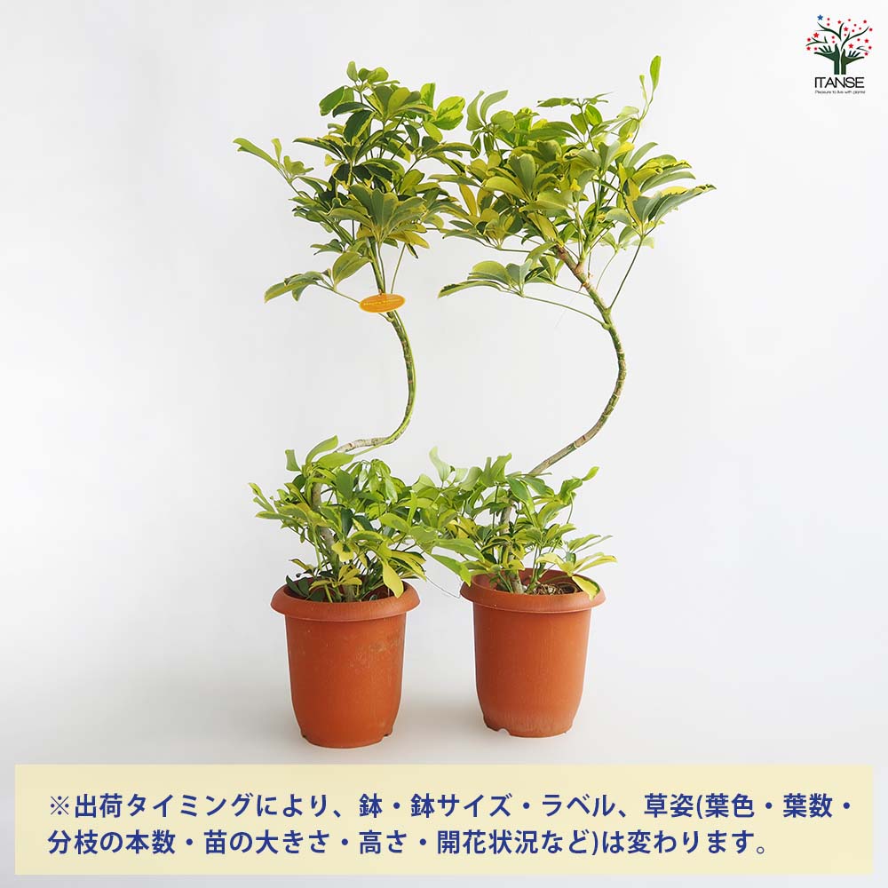 シェフレラ ハッピーイエロー曲がり 【観葉植物 7号／1個売り