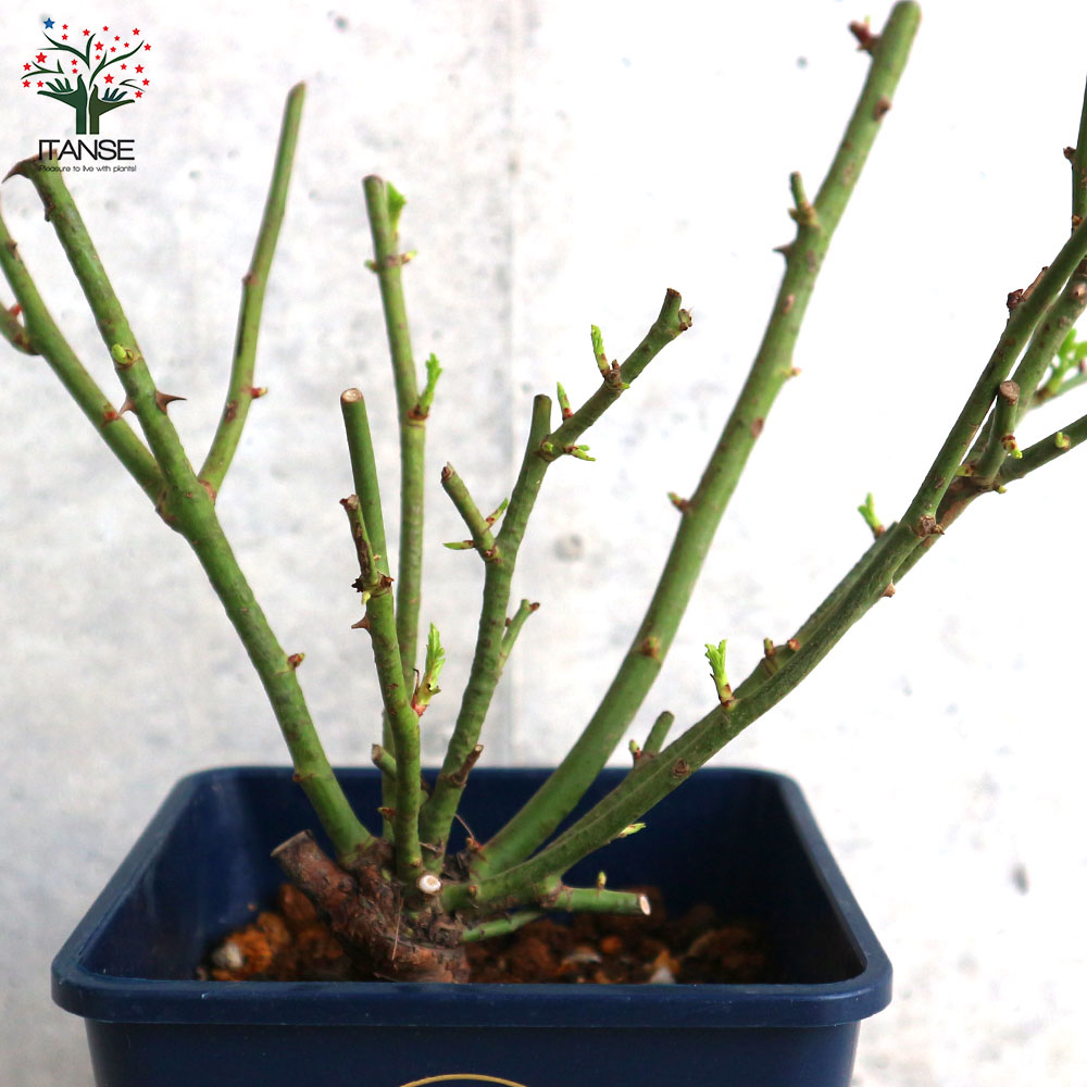 ミニ薔薇 エクレール【庭木 5号スクエアポット／1個売り】