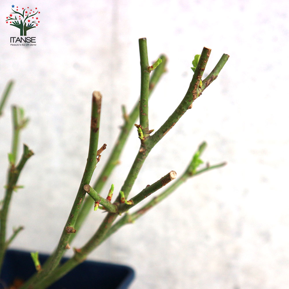 ミニ薔薇 エクレール【庭木 5号スクエアポット／1個売り】