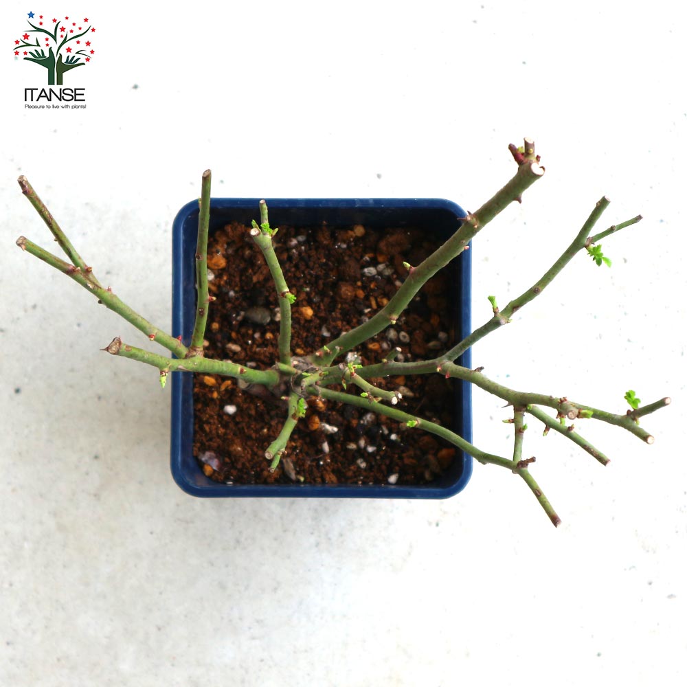 ミニ薔薇 エクレール【庭木 5号スクエアポット／1個売り】