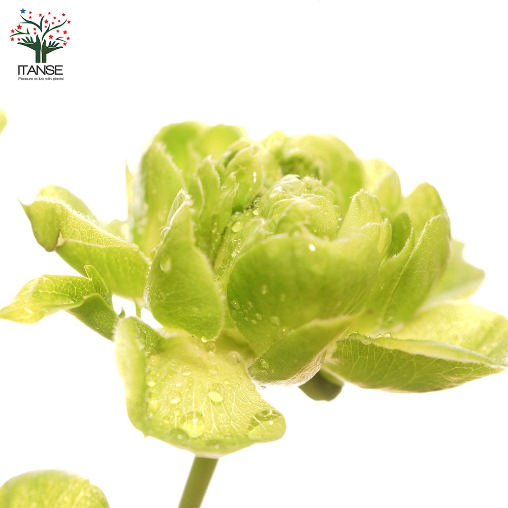 ミニ薔薇 エクレール【庭木 5号スクエアポット／1個売り】