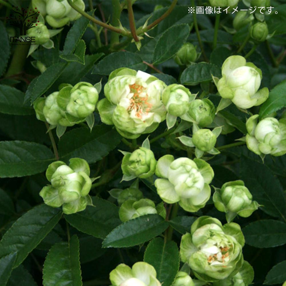 ミニ薔薇 エクレール【庭木 5号スクエアポット／1個売り】