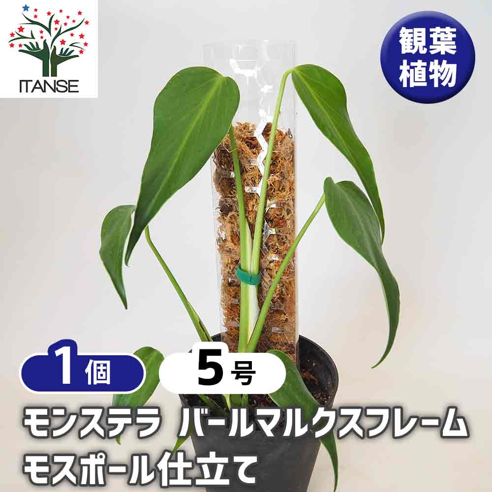 モンステラ バールマルクスフレーム モスポール仕立て 【観葉植物 5号