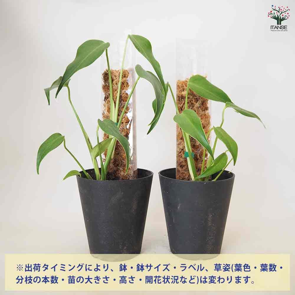 モンステラ バールマルクスフレーム モスポール仕立て 【観葉植物 5号