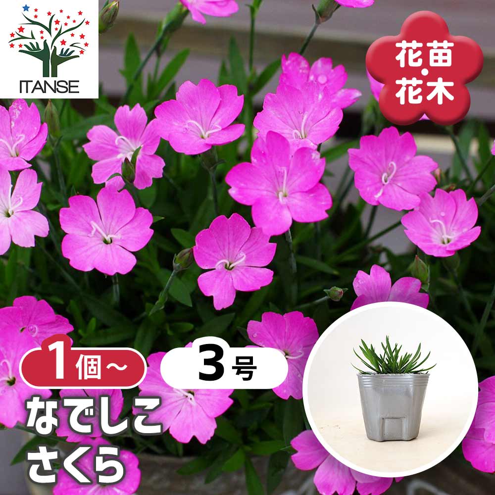 ナデシコ さくら 【 花苗 3号 】｜ 【植物のITANSE】全品送料