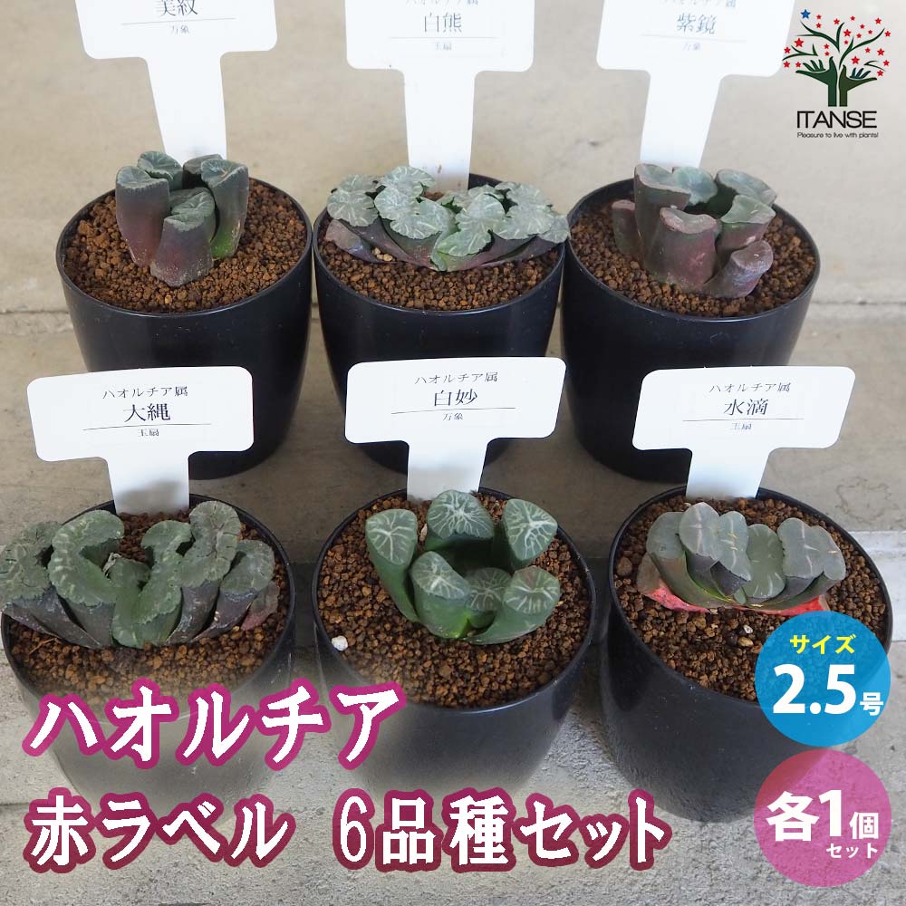 ハオルチア 赤セット(6種・各1個セット)【多肉植物 2.5号鉢