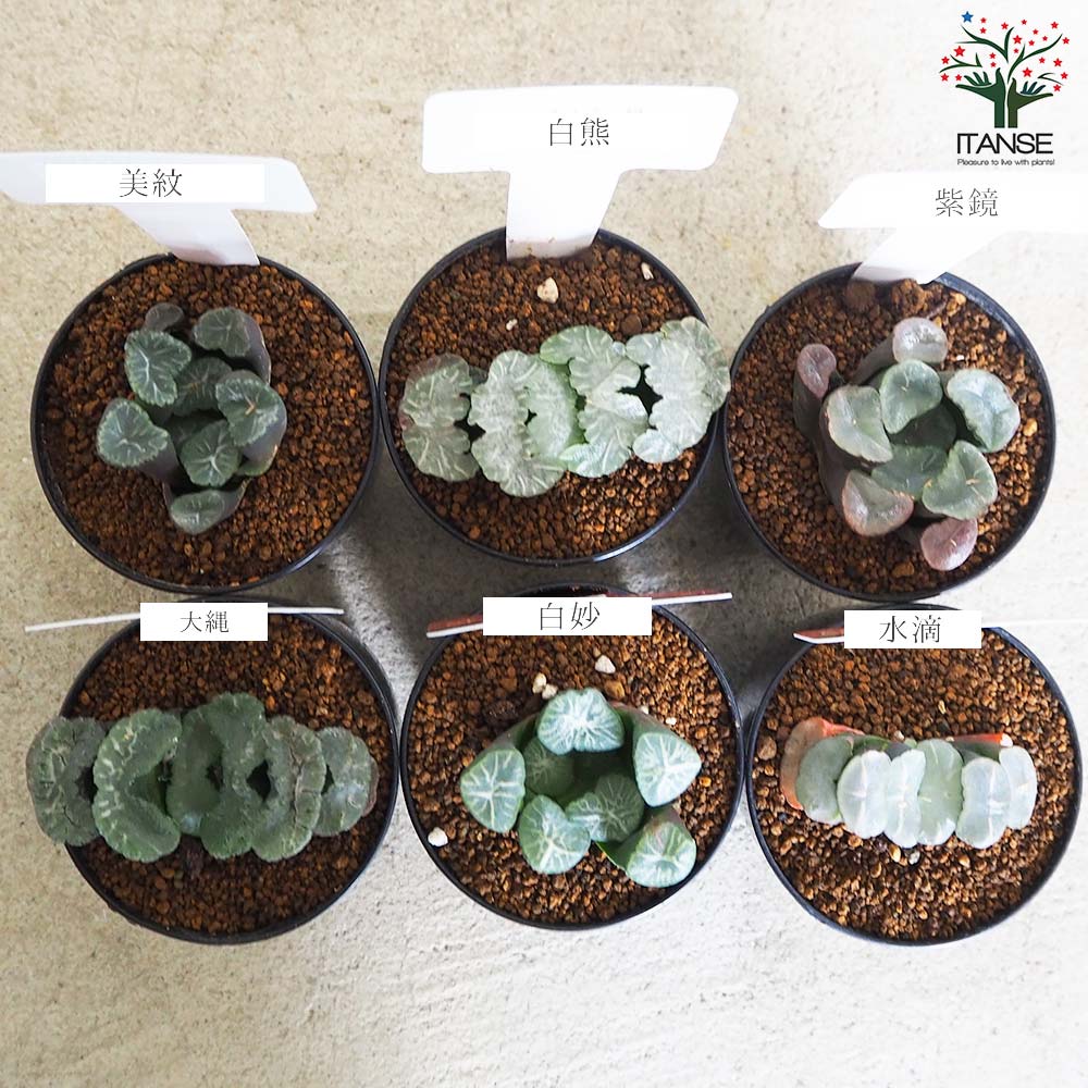 6苗セット ハオルチア 多肉植物
