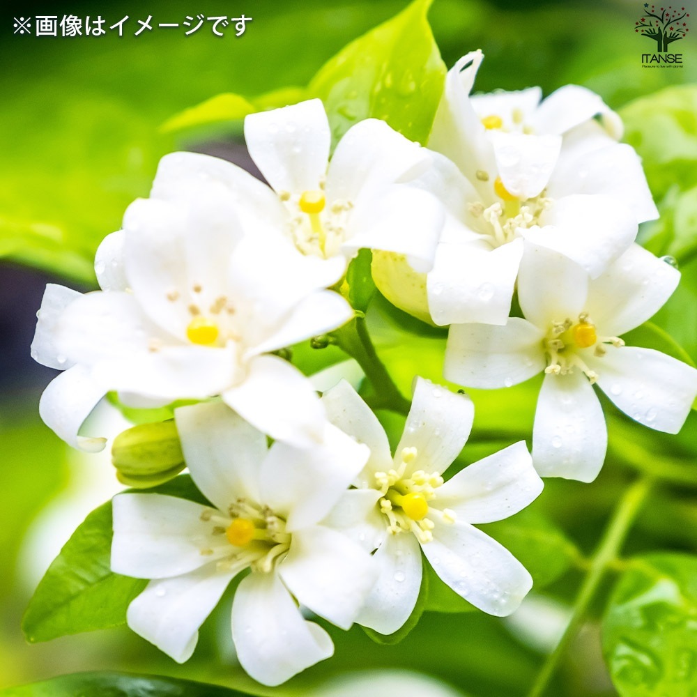 シルクジャスミン【観葉植物 5号鉢／1個売り】