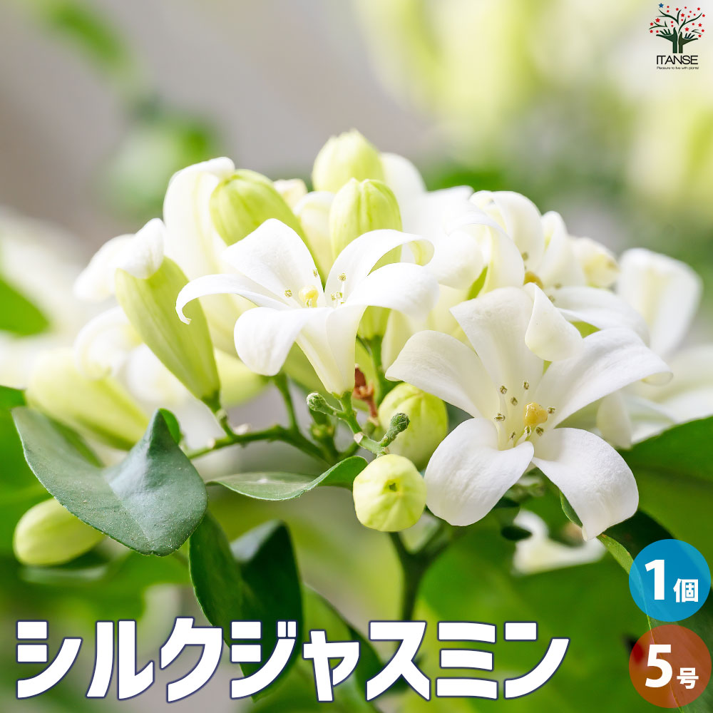 シルクジャスミン【観葉植物 5号鉢／1個売り】