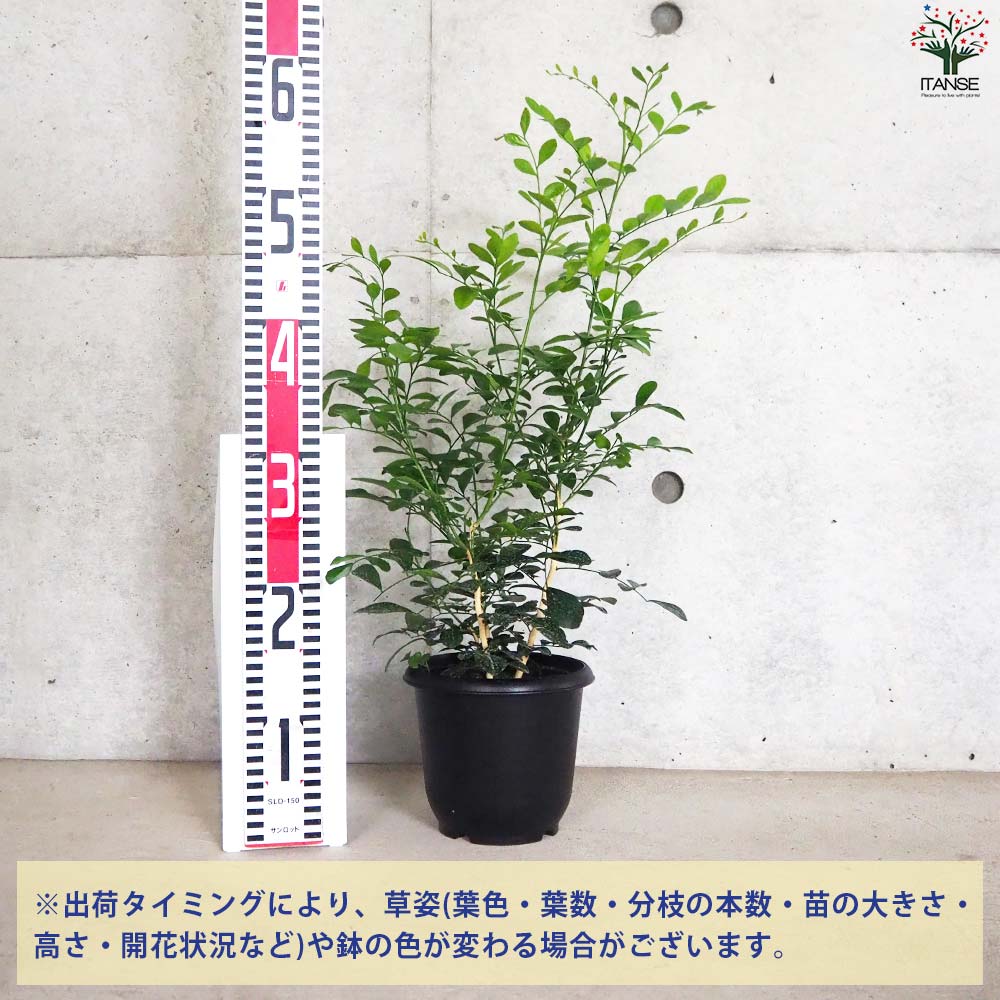 シルクジャスミン【観葉植物 5号鉢／1個売り】