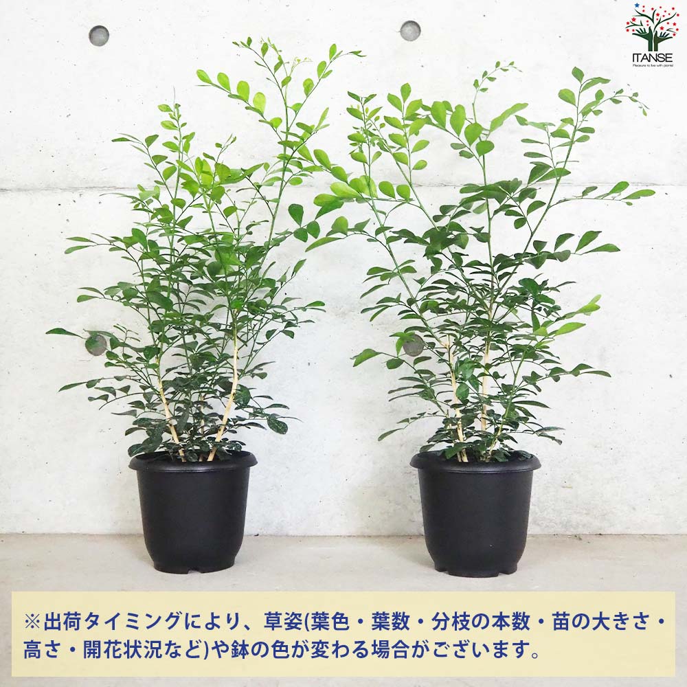 シルクジャスミン【観葉植物 5号鉢／1個売り】｜ 【植物のITANSE