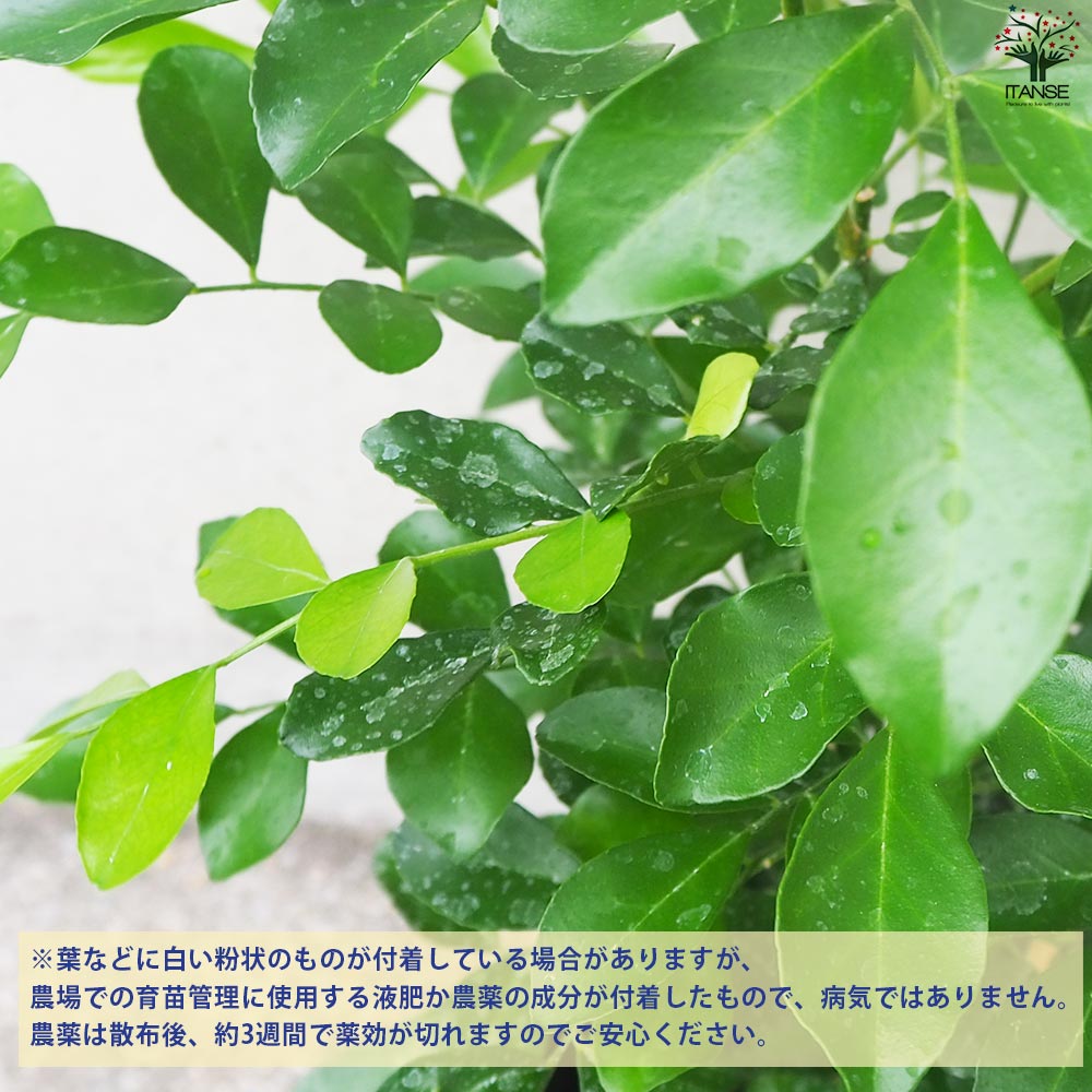 シルクジャスミン【観葉植物 5号鉢／1個売り】