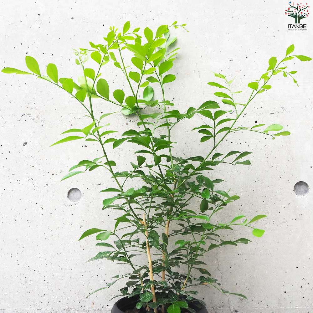 シルクジャスミン【観葉植物 5号鉢／1個売り】