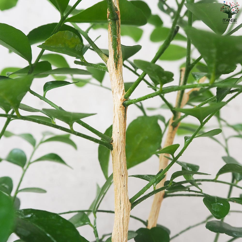 シルクジャスミン【観葉植物 5号鉢／1個売り】