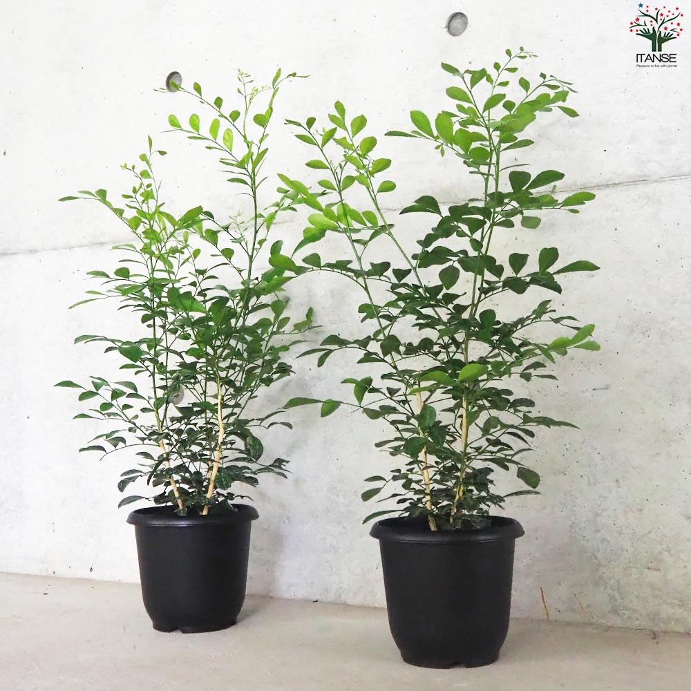 シルクジャスミン【観葉植物 5号鉢／1個売り】