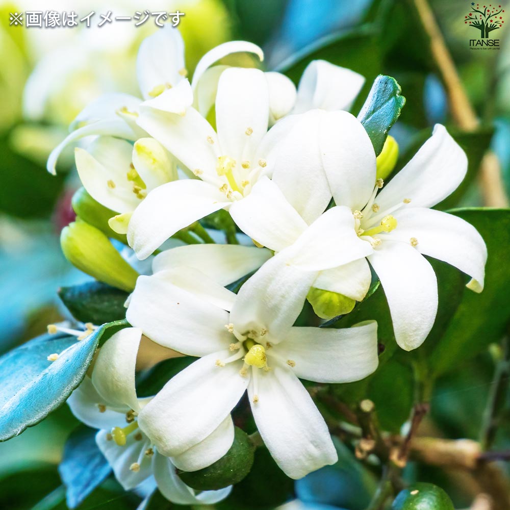 シルクジャスミン　花が咲き実が成る観葉植物　室内外 お花を咲かせる観葉植物「シルクジャスミン(月橘／ゲッキツ)」の