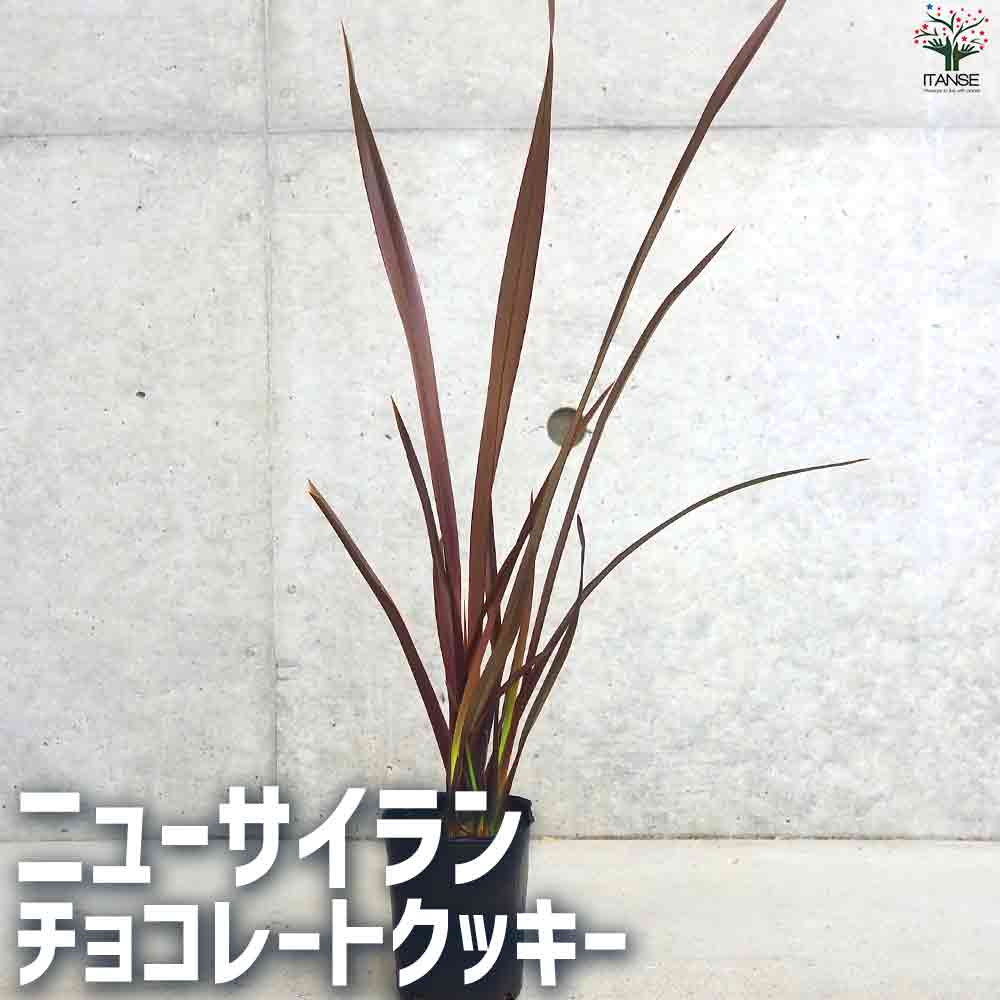 ニューサイラン  チョコレートクッキー 【観葉植物 3号Lポット】