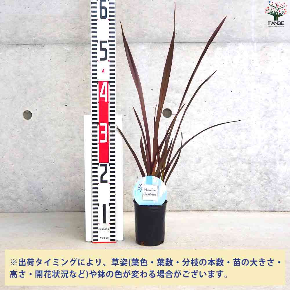 ニューサイラン  チョコレートクッキー 【観葉植物 3号Lポット】