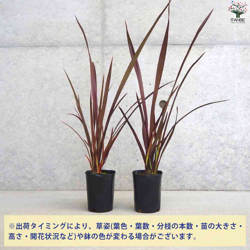 ニューサイラン  チョコレートクッキー 【観葉植物 3号Lポット】