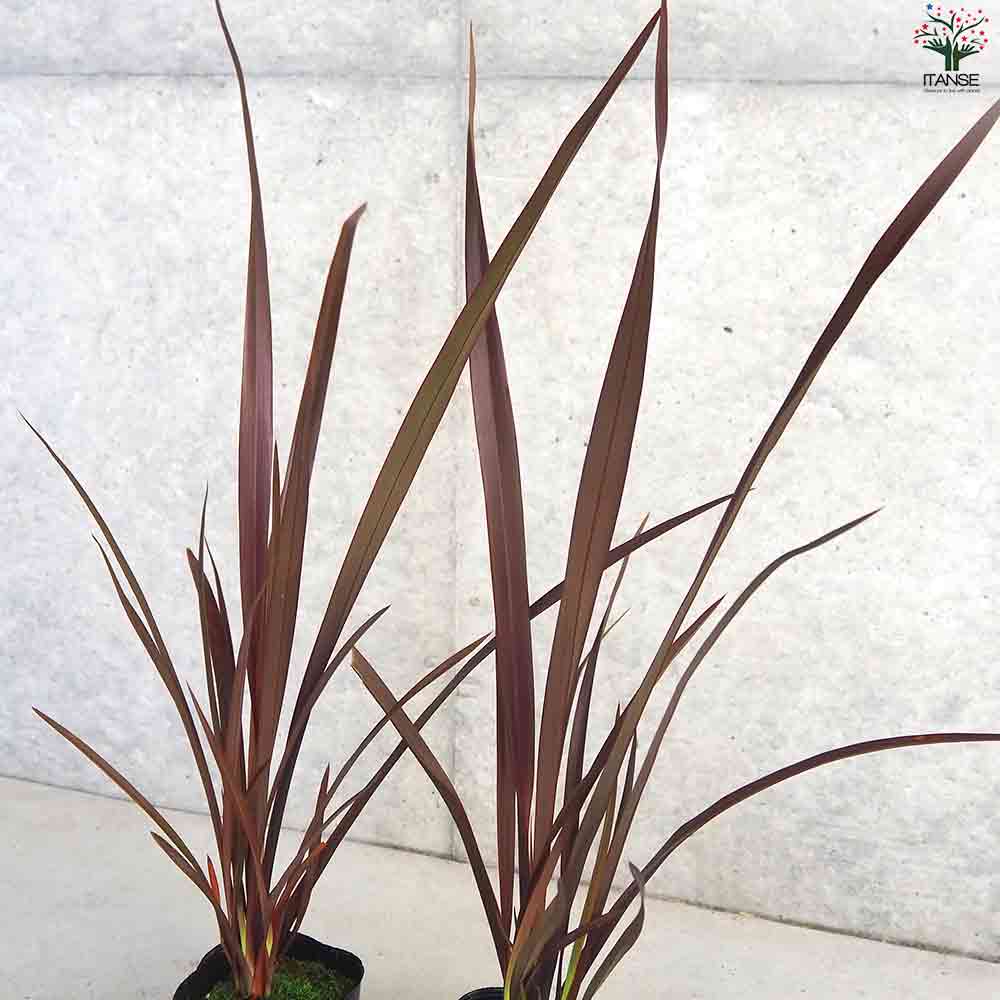 ニューサイラン  チョコレートクッキー 【観葉植物 3号Lポット】