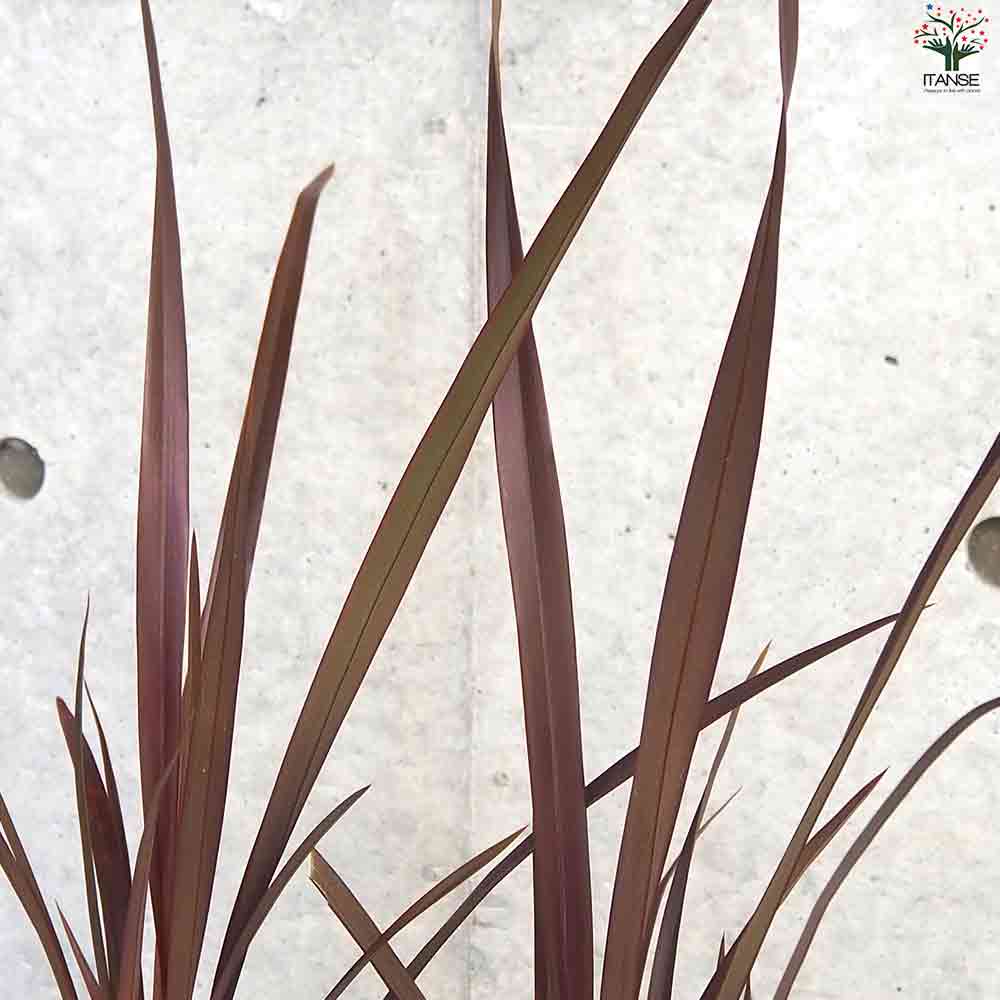 ニューサイラン  チョコレートクッキー 【観葉植物 3号Lポット】