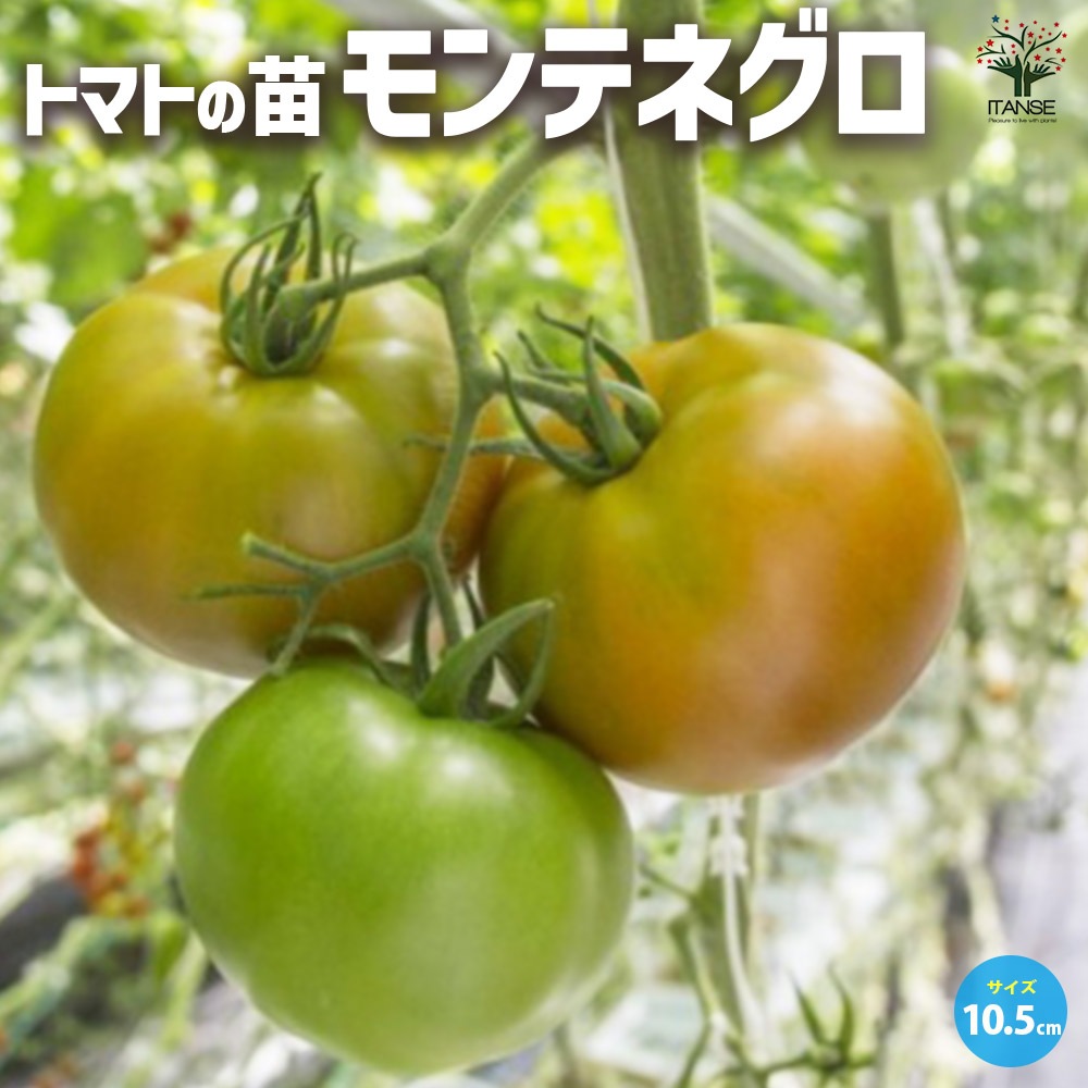トマト モンテネグロ 自根苗2個～【野菜の苗 10.5cmポット】