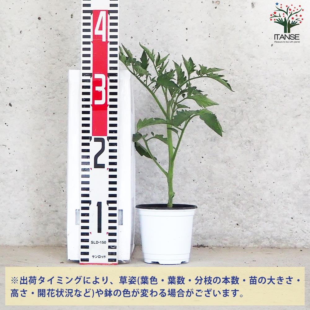 トマト モンテネグロ 自根苗2個～【野菜の苗 10.5cmポット】