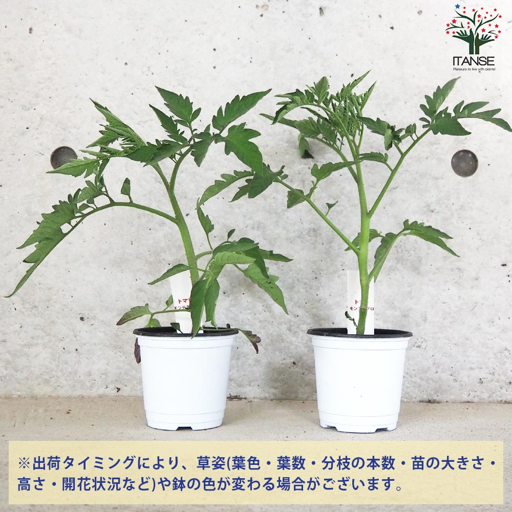 トマト モンテネグロ 自根苗2個～【野菜の苗 10.5cmポット】