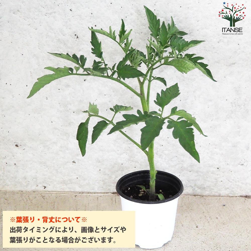 トマト モンテネグロ 自根苗2個～【野菜の苗 10.5cmポット】