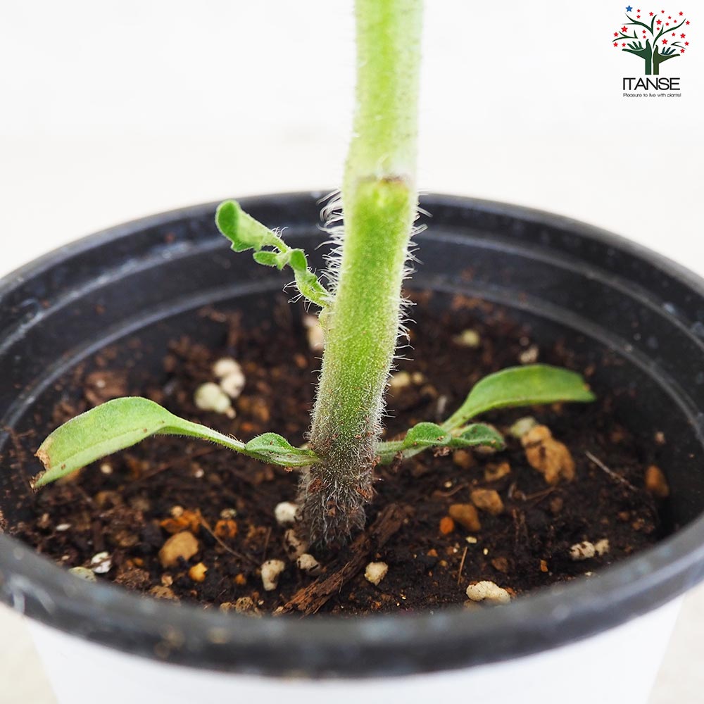 トマト モンテネグロ 自根苗2個～【野菜の苗 10.5cmポット】