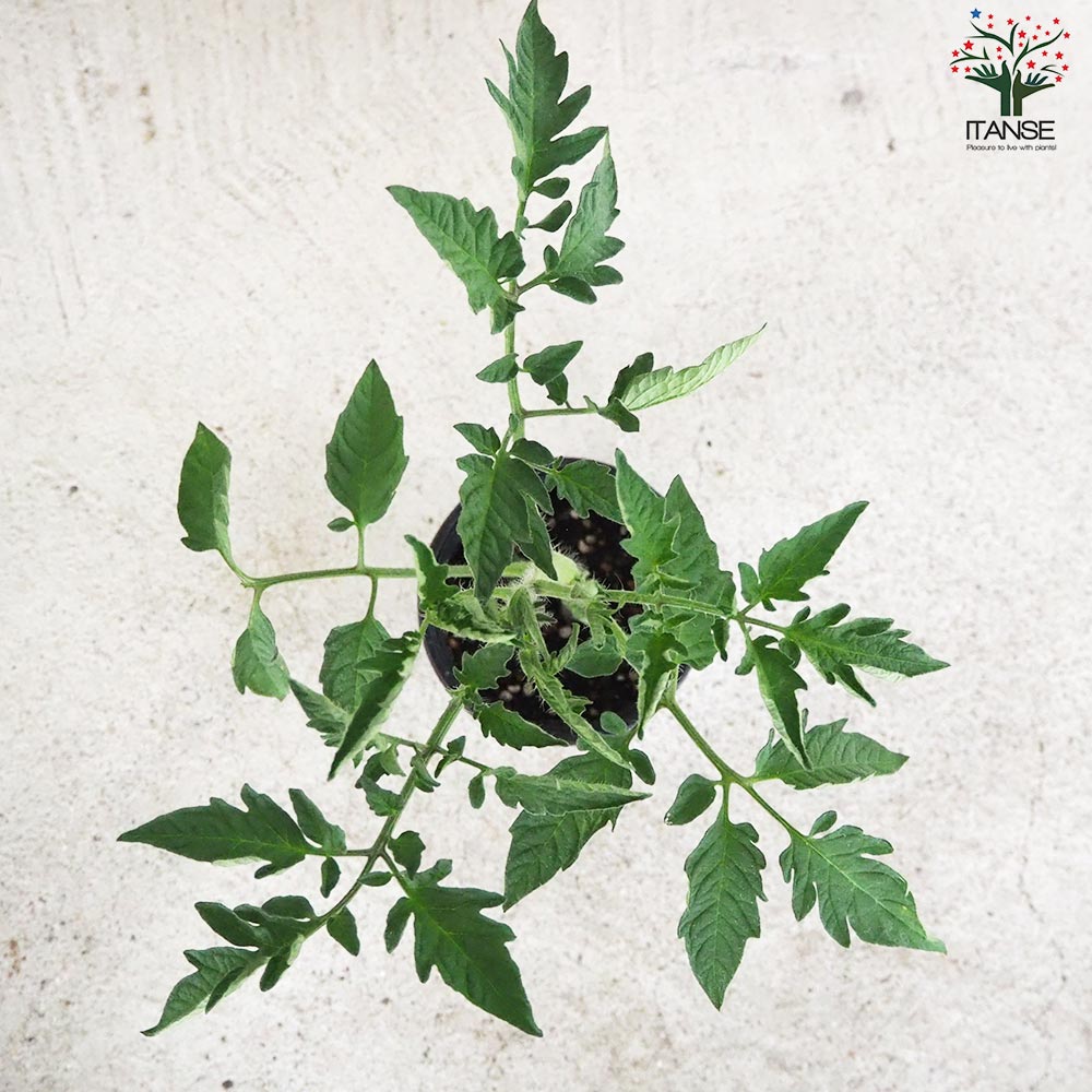 トマト モンテネグロ 自根苗2個～【野菜の苗 10.5cmポット】