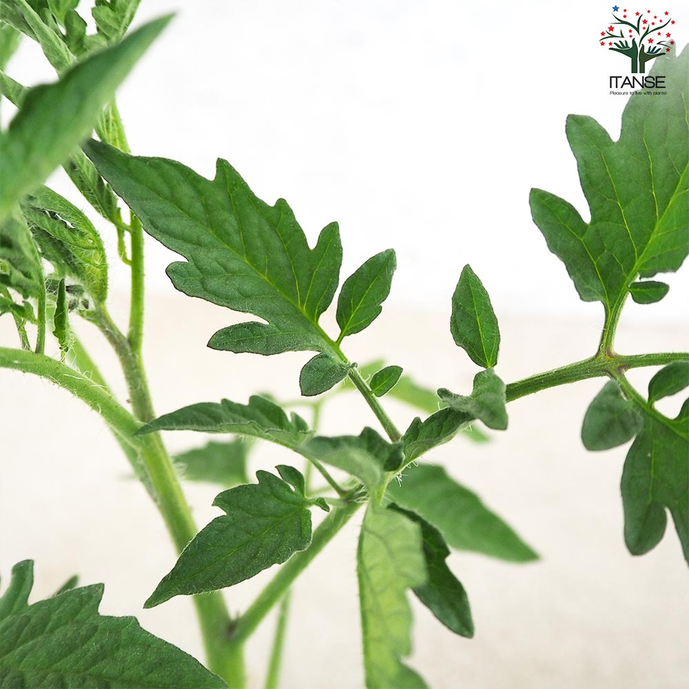 トマト モンテネグロ 自根苗2個～【野菜の苗 10.5cmポット】