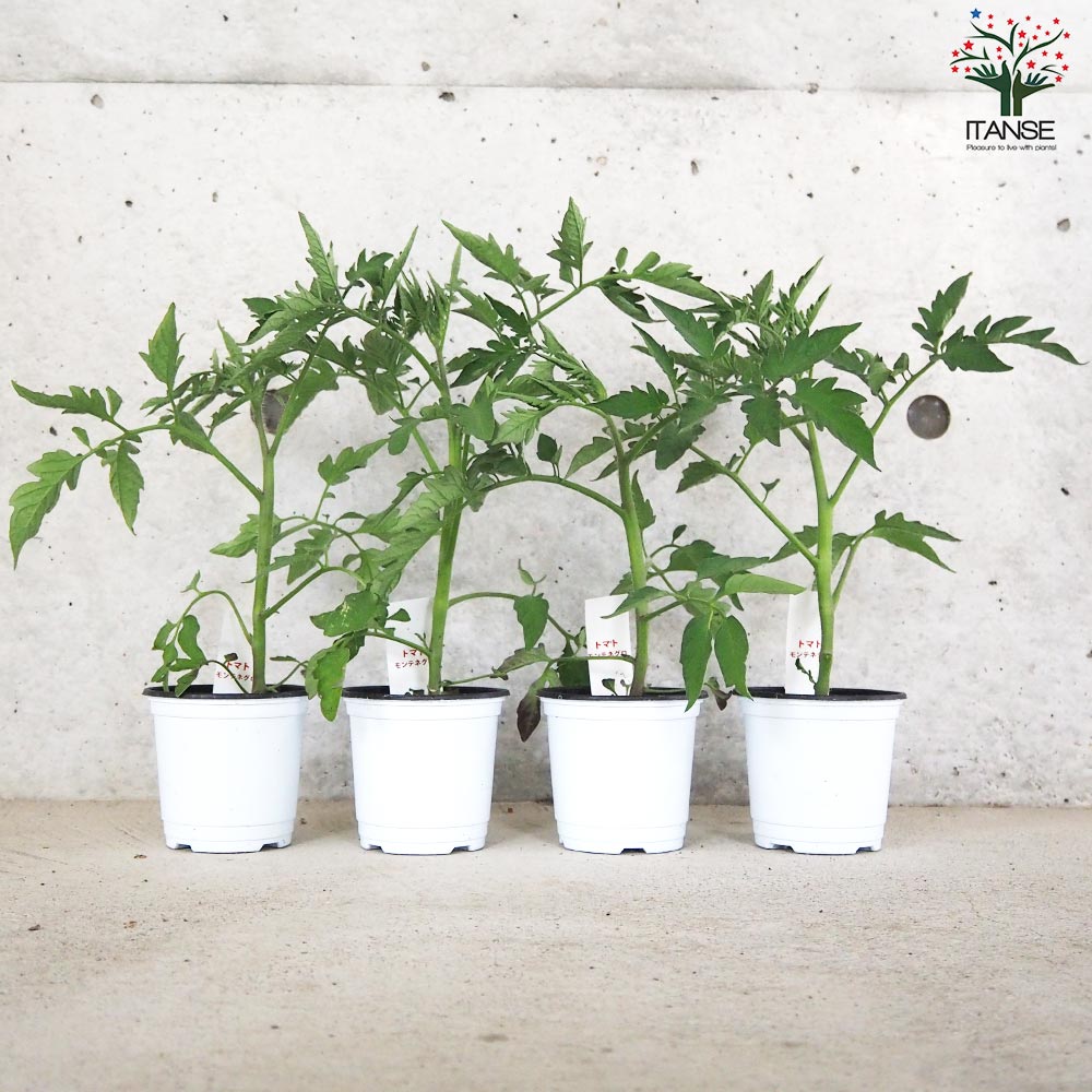 トマト モンテネグロ 自根苗2個～【野菜の苗 10.5cmポット】