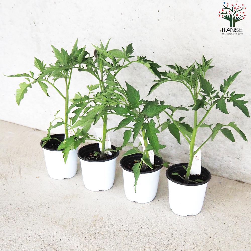 トマト モンテネグロ 自根苗2個～【野菜の苗 10.5cmポット】