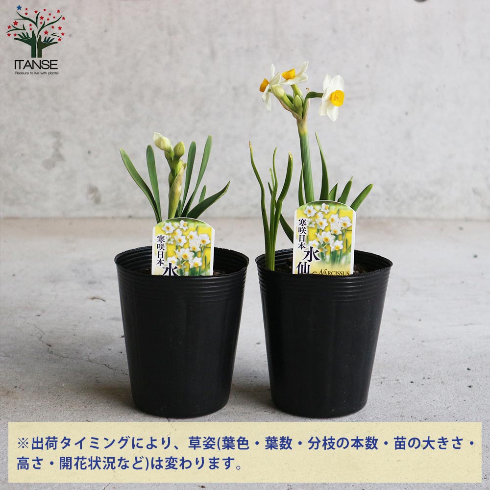 日本水仙 (ニホンスイセン)【花苗 3～3.5号ポット苗 球根芽出し苗