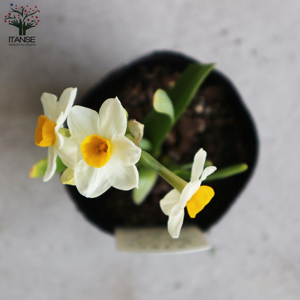 日本水仙 (ニホンスイセン)【花苗 3～3.5号ポット苗 球根芽出し苗