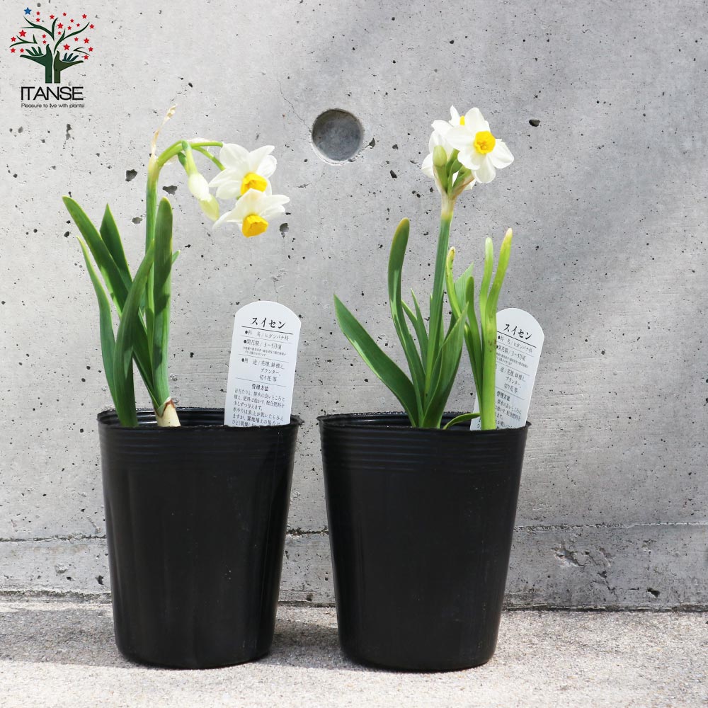 お盆　18枚セット　水仙の花　木箱2箱付き 楽天市場】水仙 造花 仏壇 お供え 【3,900円以上送料無料】 : フラワー