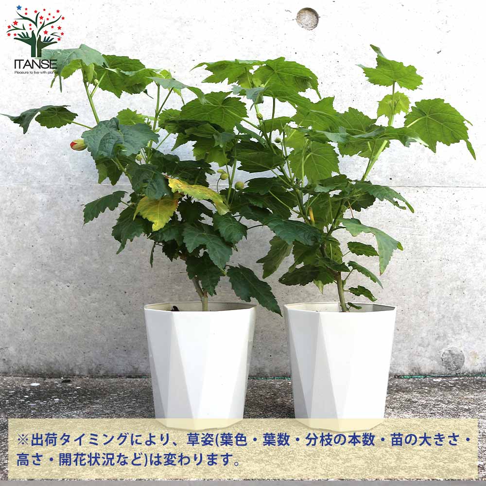 アブチロン 姫リンゴ【庭木 4号ポット 熱帯花木苗】｜ 【植物の 