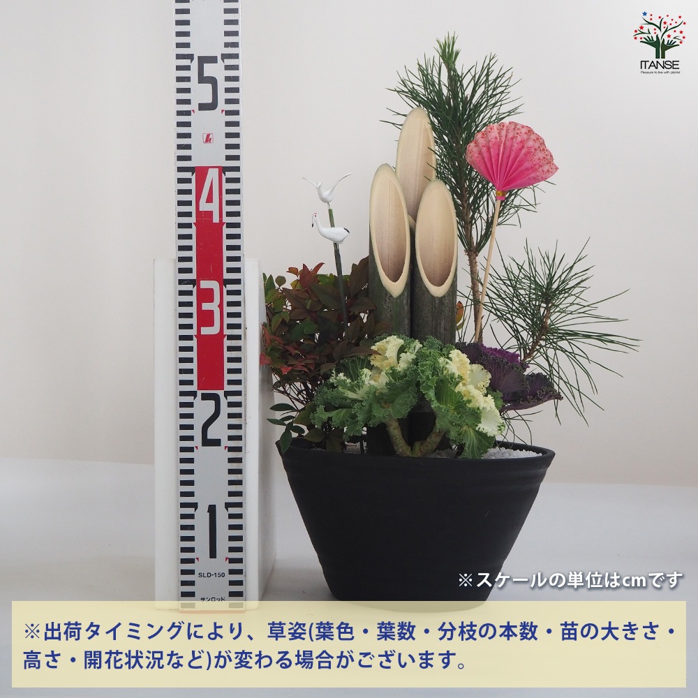 門松(かどまつ)紅白葉牡丹【正月飾り 8号浅鉢寄せ植え】｜ 【植物の