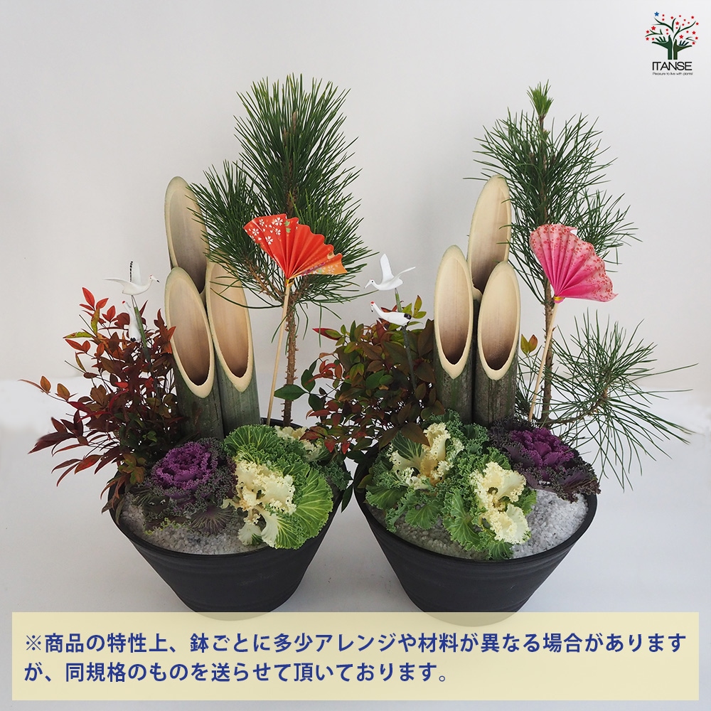 門松(かどまつ)紅白葉牡丹【正月飾り 8号浅鉢寄せ植え】｜ 【植物の