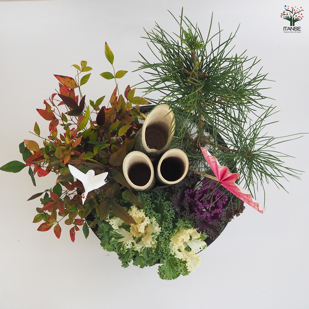門松(かどまつ)紅白葉牡丹【正月飾り 8号浅鉢寄せ植え】｜ 【植物の