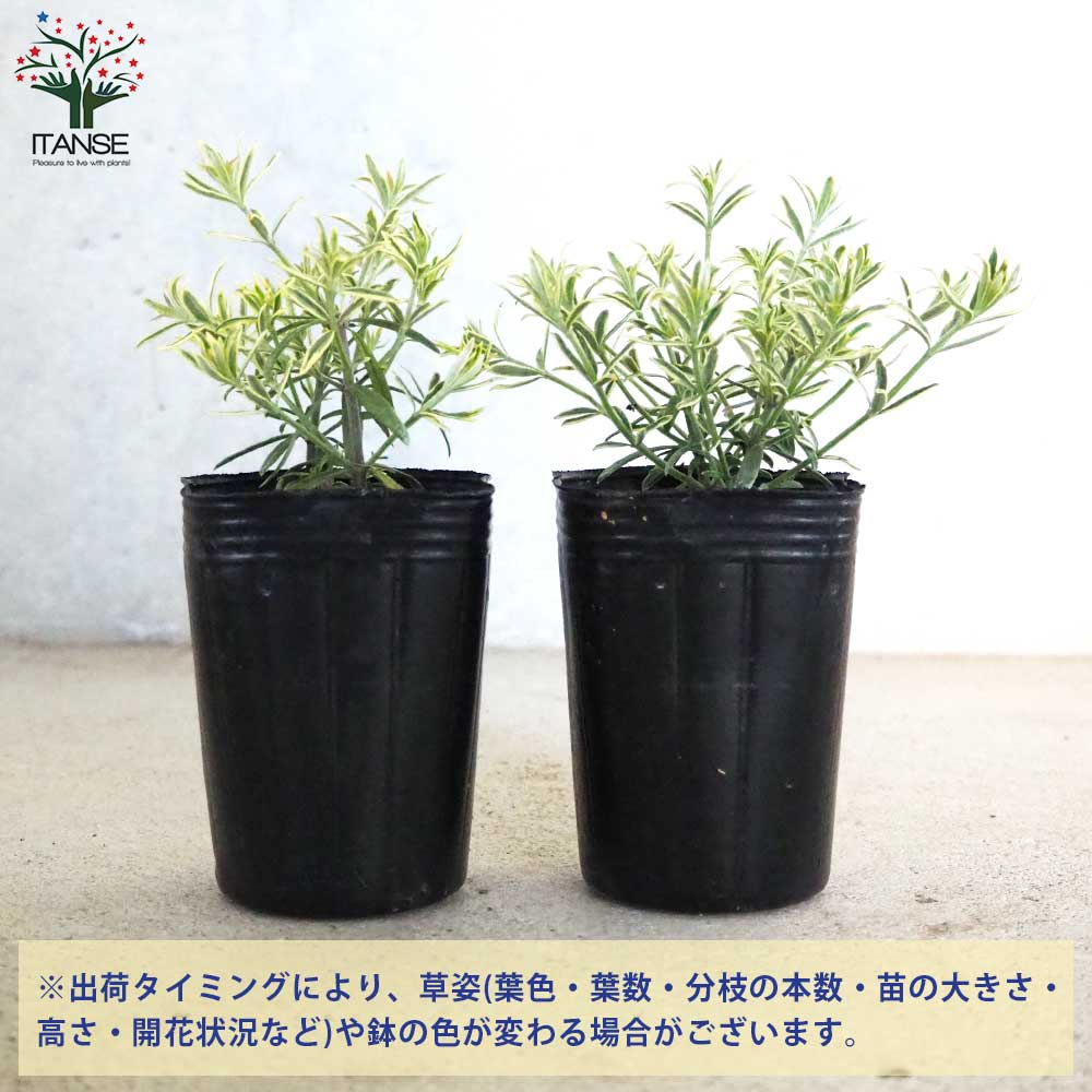 ウエストリンギア モーニングライト【花苗 2.5号ポット】｜ 【植物の