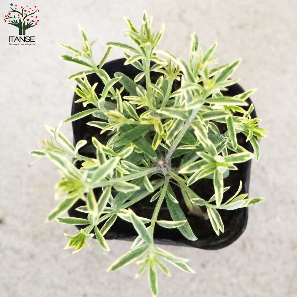 ウエストリンギア モーニングライト【花苗 2.5号ポット】｜ 【植物の