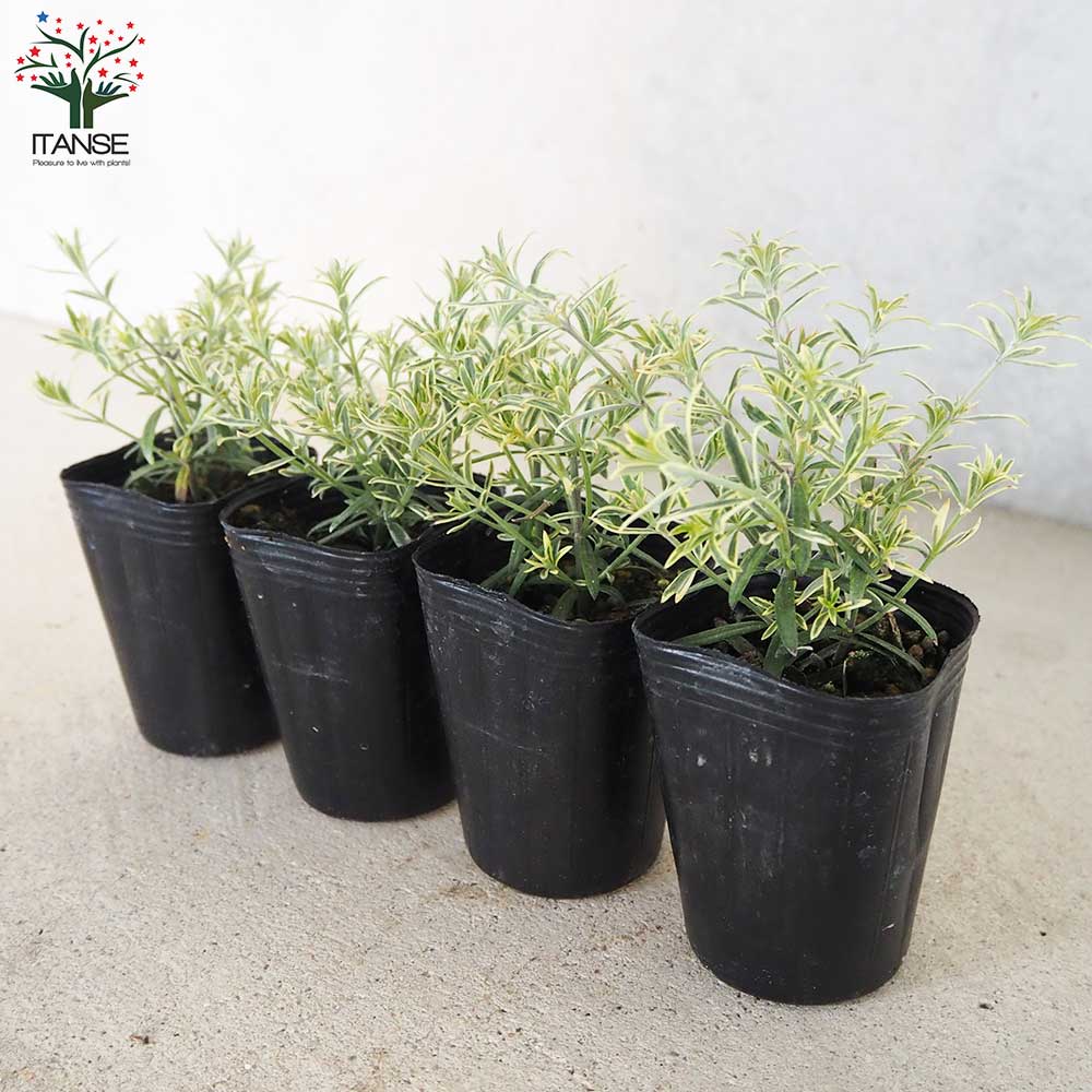 ウエストリンギア モーニングライト【花苗 2.5号ポット】｜ 【植物の